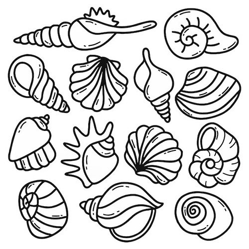 Coquillages 6-9 Coquillages 6-9