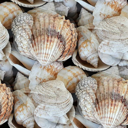 Coquillages 7-5