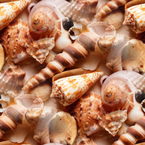 Coquillages 7-6