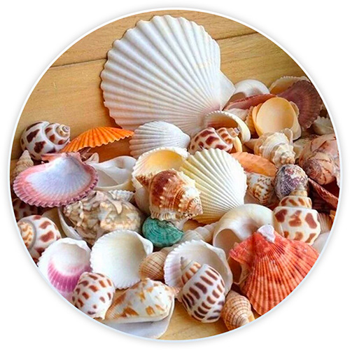 Coquillages 7-9