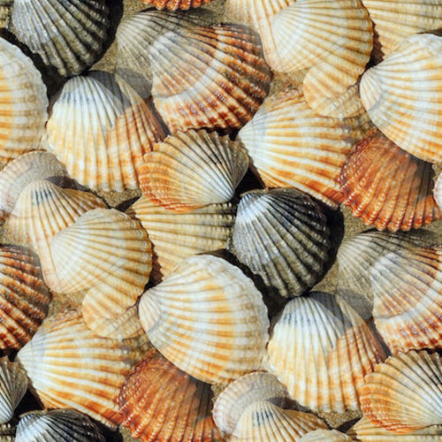 Coquillages 8-10 Coquillages 8-10