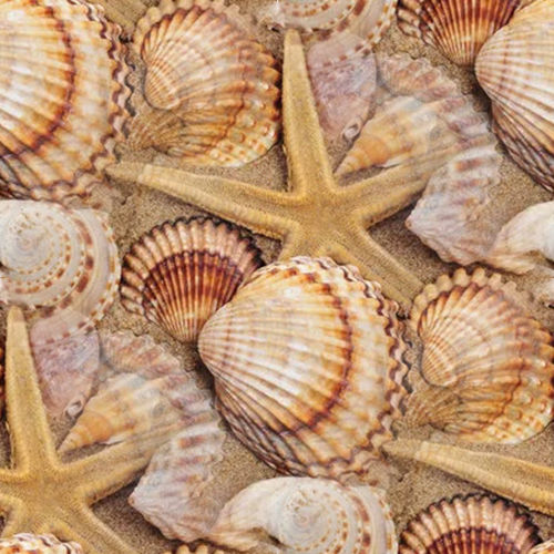 Coquillages 8-8 Coquillages 8-8