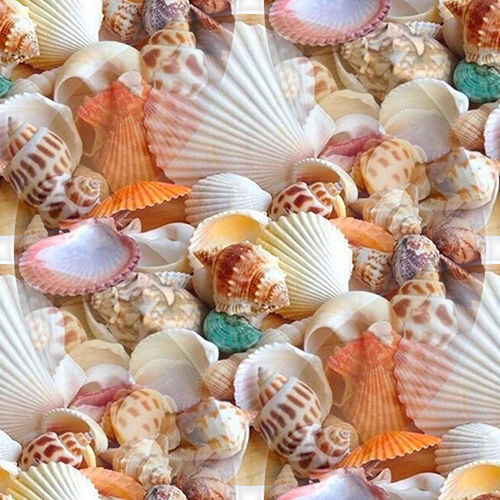 Coquillages 8-9 Coquillages 8-9