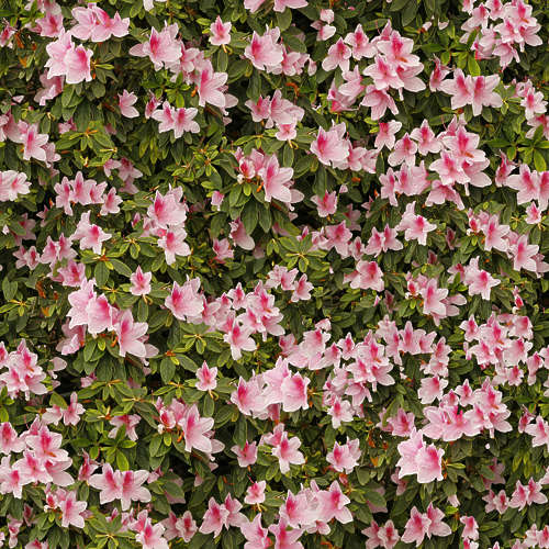 Fleurs 18-12
