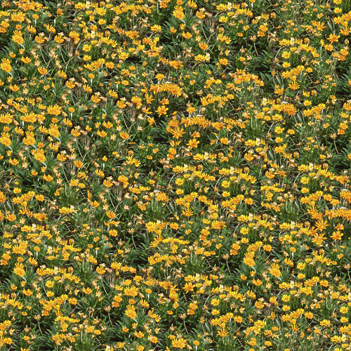 Fleurs 18-2