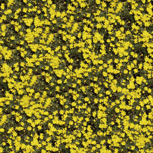 Fleurs 18-4