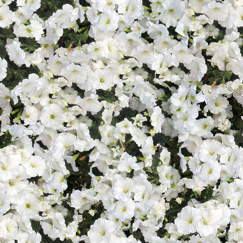 Fleurs 18-6