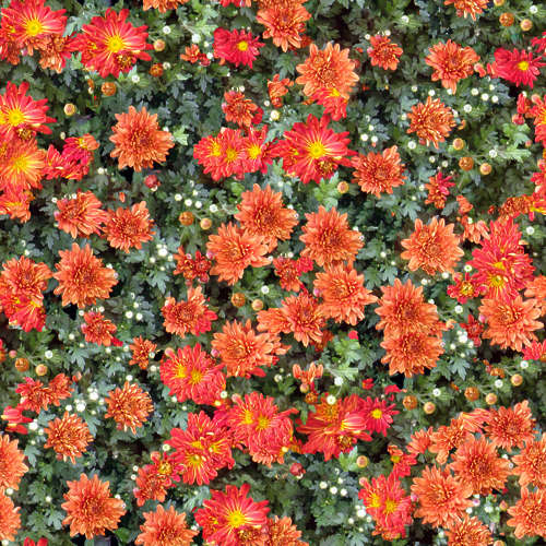 Fleurs 18-7
