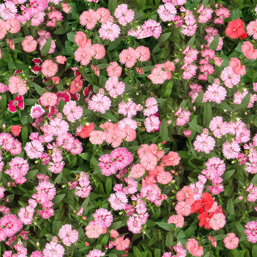 Fleurs 18-8