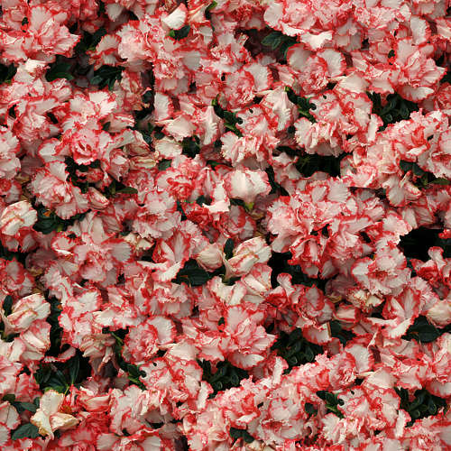 Fleurs 18-9