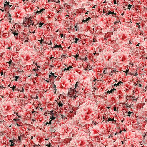 Fleurs 19-1