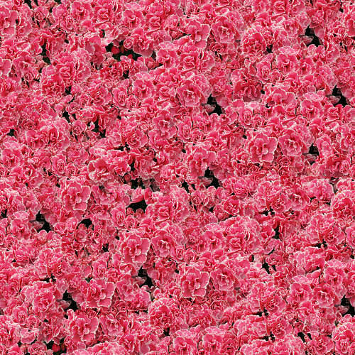 Fleurs 19-2