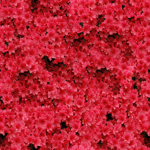 Fleurs 19-3
