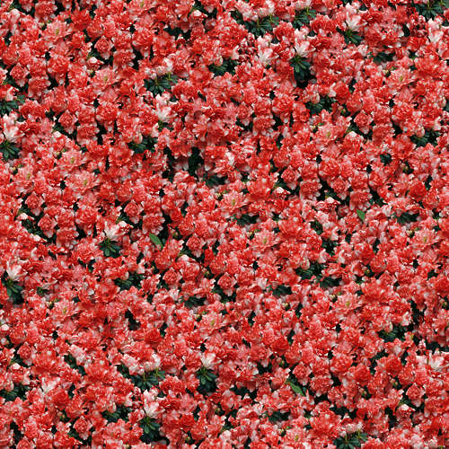 Fleurs 19-4