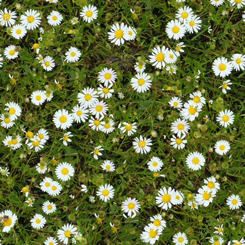 Fleurs 19-5
