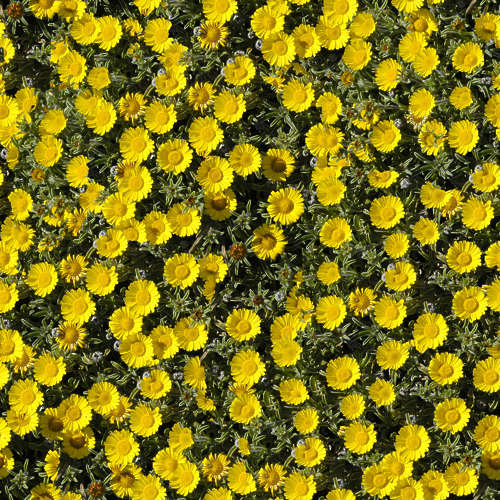 Fleurs 19-6