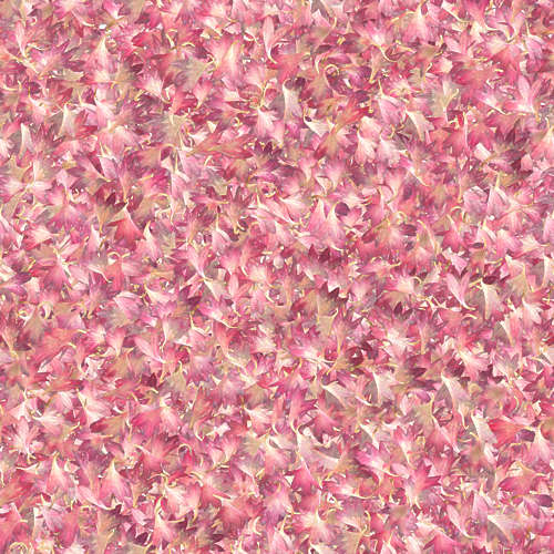 Fleurs 19-7