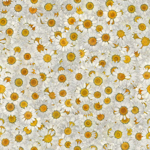 Fleurs 19-9