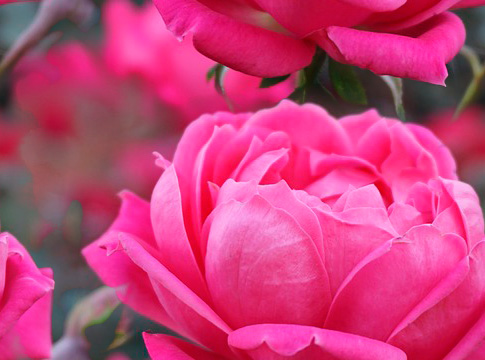 Fleurs 22-1 Fleurs 22-1