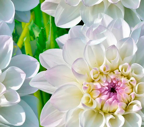 Fleurs 22-10 Fleurs 22-10