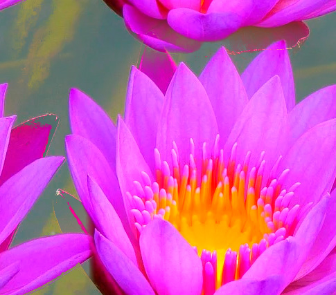 Fleurs 22-12 Fleurs 22-12