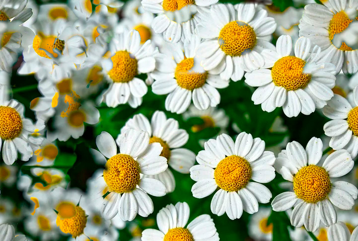 Fleurs 22-13 Fleurs 22-13