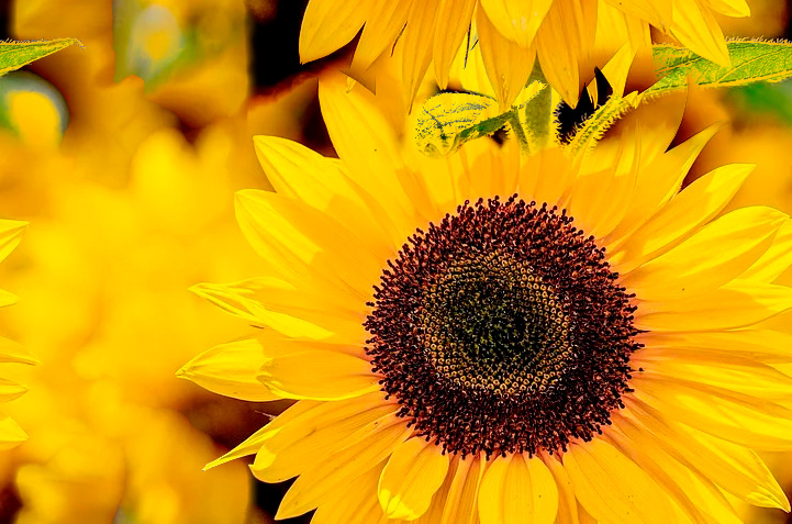 Fleurs 22-14 Fleurs 22-14