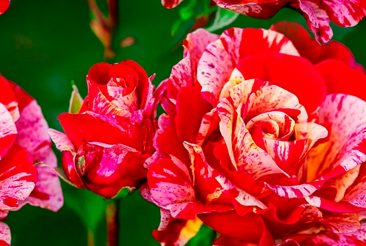 Fleurs 22-15 Fleurs 22-15