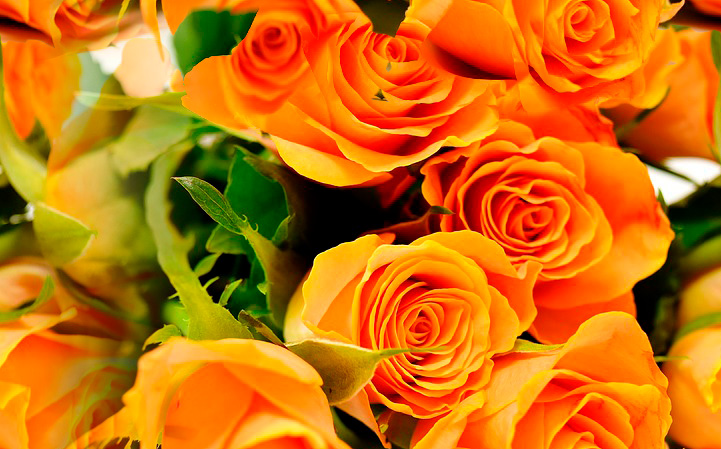 Fleurs 22-17 Fleurs 22-17