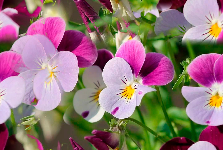 Fleurs 22-18 Fleurs 22-18