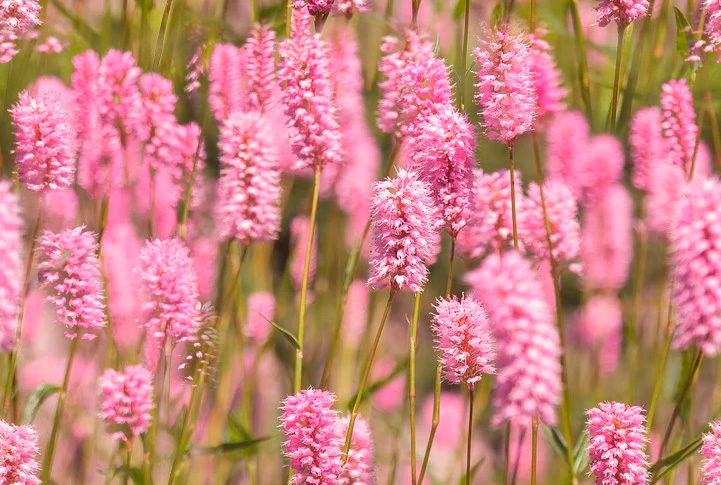 Fleurs 22-19 Fleurs 22-19