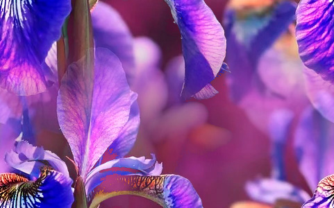 Fleurs 22-2 Fleurs 22-2