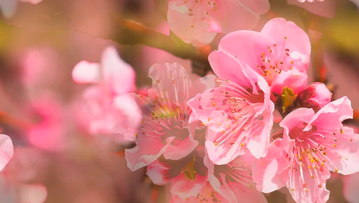 Fleurs 22-20 Fleurs 22-20