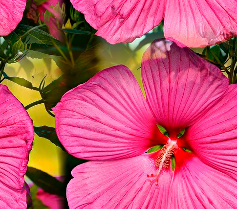 Fleurs 22-3 Fleurs 22-3