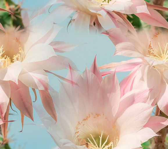 Fleurs 22-4 Fleurs 22-4