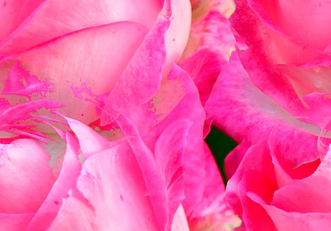 Fleurs 22-6 Fleurs 22-6