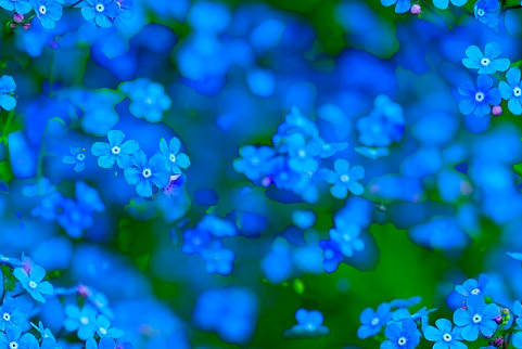 Fleurs 22-7 Fleurs 22-7