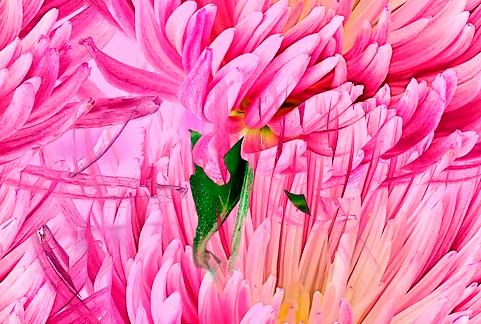 Fleurs 22-8 Fleurs 22-8