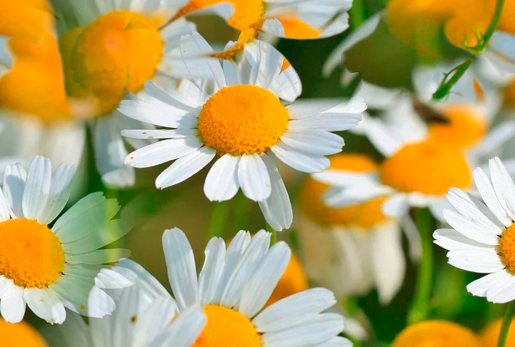 Fleurs 22-9 Fleurs 22-9