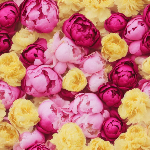 Fleurs 24-17 Fleurs 24-17