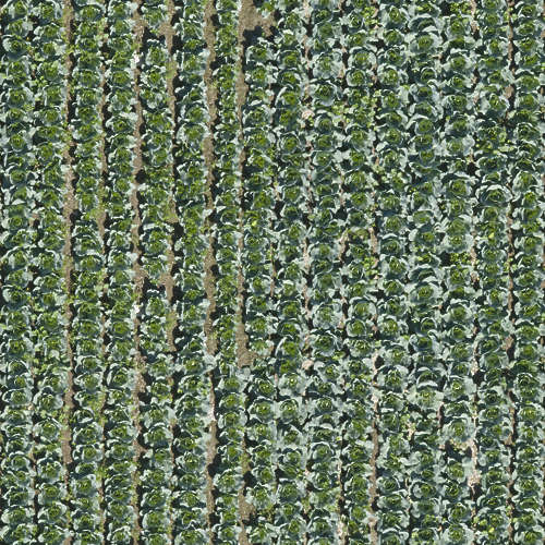 Herbe 12-11