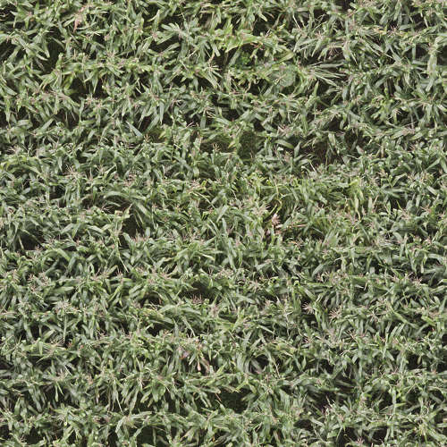 Herbe 13-10
