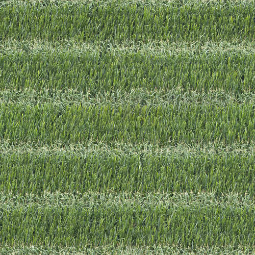 Herbe 13-11