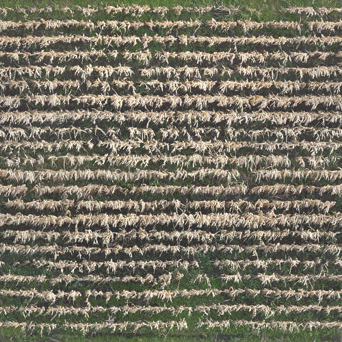 Herbe 13-12