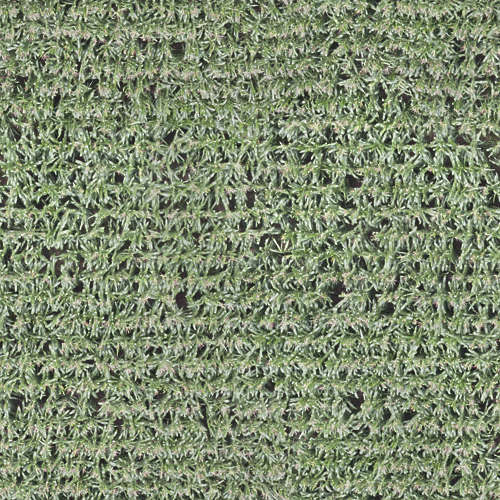 Herbe 13-3