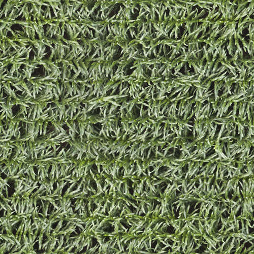 Herbe 13-5