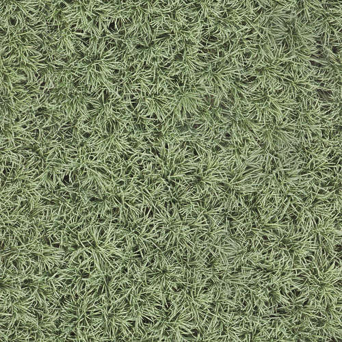Herbe 13-6