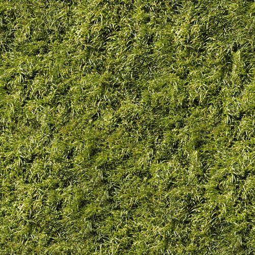 Herbe 15-11
