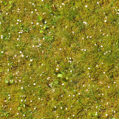 Herbe 18-5