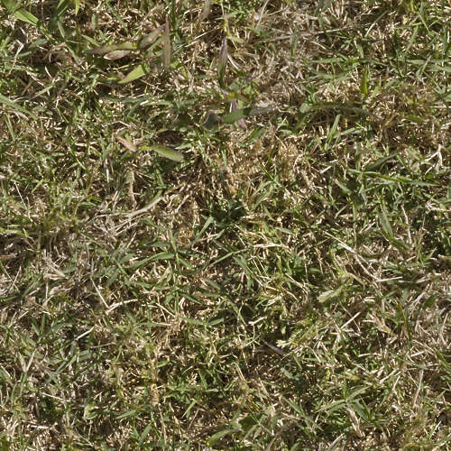 Herbe 20-9